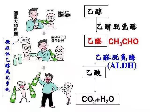 【擴(kuò)散】酒量可以練出來？(圖2)