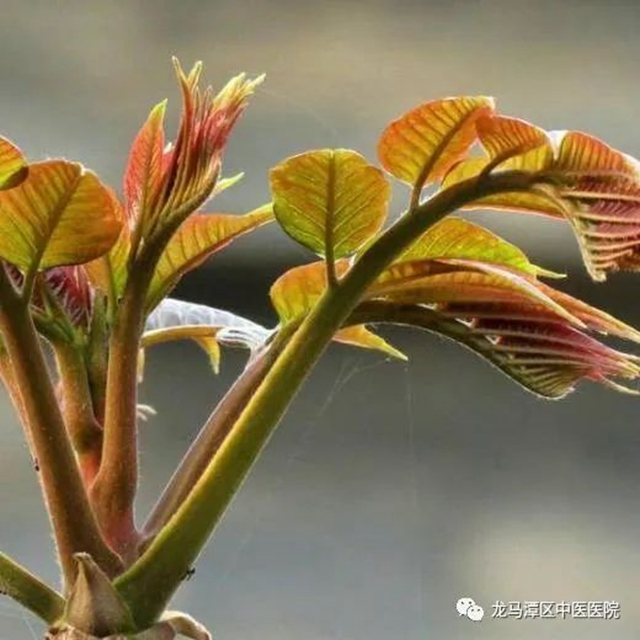 【科普】吃香椿致癌？如何安全食用香椿