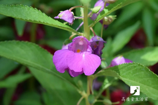 【分享】蚊子最討厭的10種綠植，房子再小也要養(yǎng)