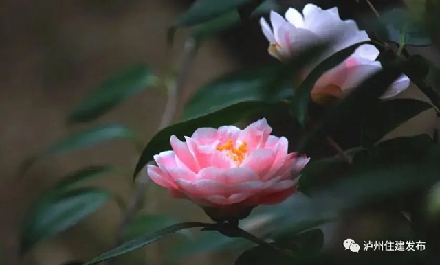 40℃+的高溫天，花卉“度夏”小妙招趕緊學(xué)起來