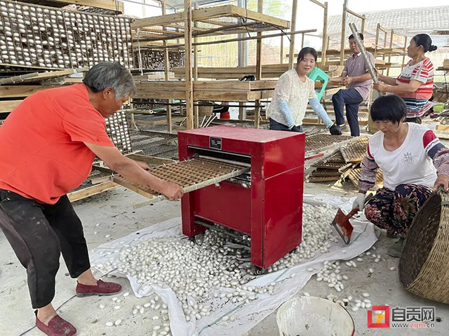 富順：今年第一桶“蠶金”！