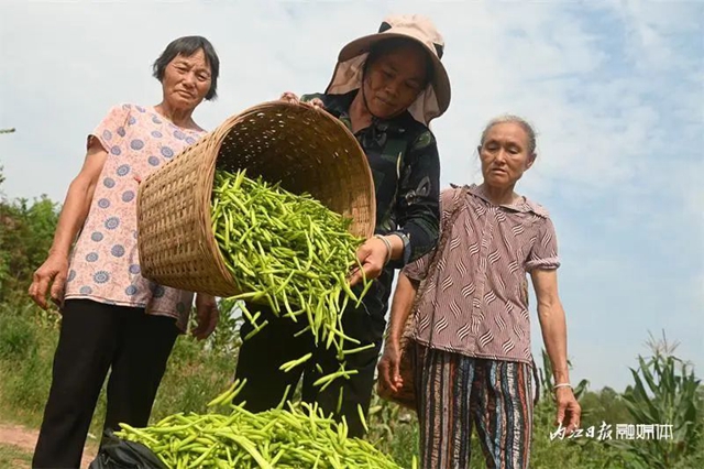 每天百多斤根本不夠賣！內江這朵“花苞苞”太暢銷