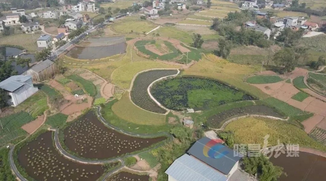 關(guān)于耕地和永久基本農(nóng)田保護(hù)！隆昌采取這些措施……