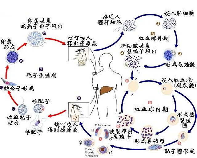 瀘州：返鄉(xiāng)防“瘧”，輕松過節(jié)（附治療瘧疾醫(yī)院名單）