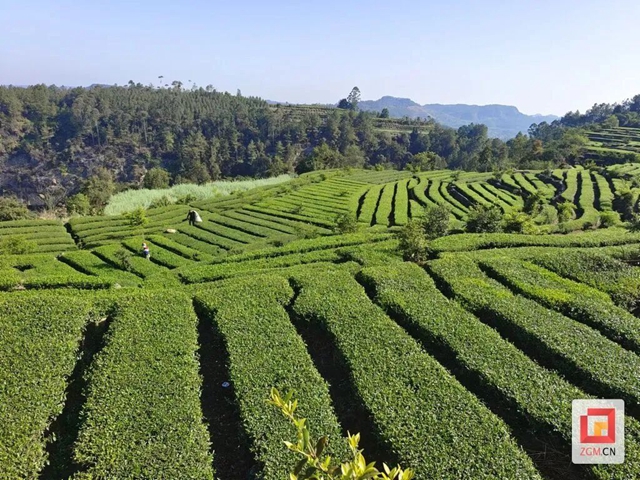 逆天了！榮縣雙古茶，一“杯”竟值14.74億