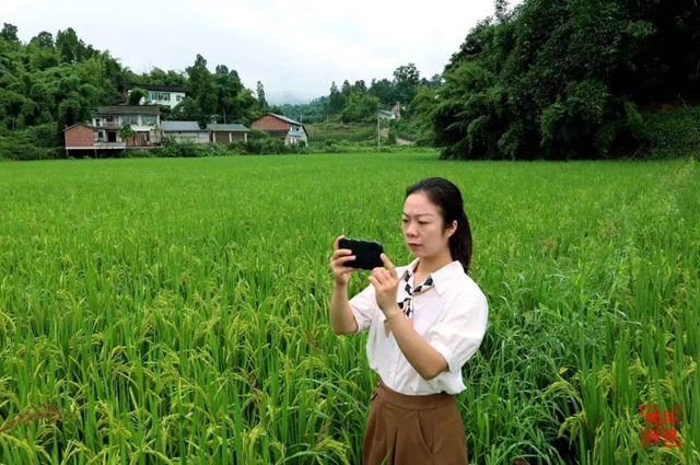 納溪：地上巡、天上看 田長(zhǎng)“慧眼”守良田