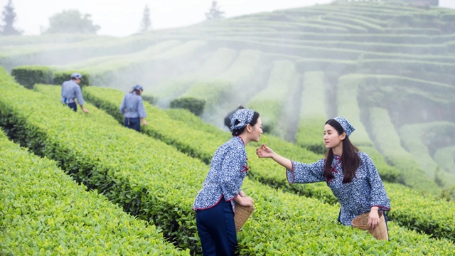 納溪：茶旅融合促振興 休閑農(nóng)業(yè)助發(fā)展