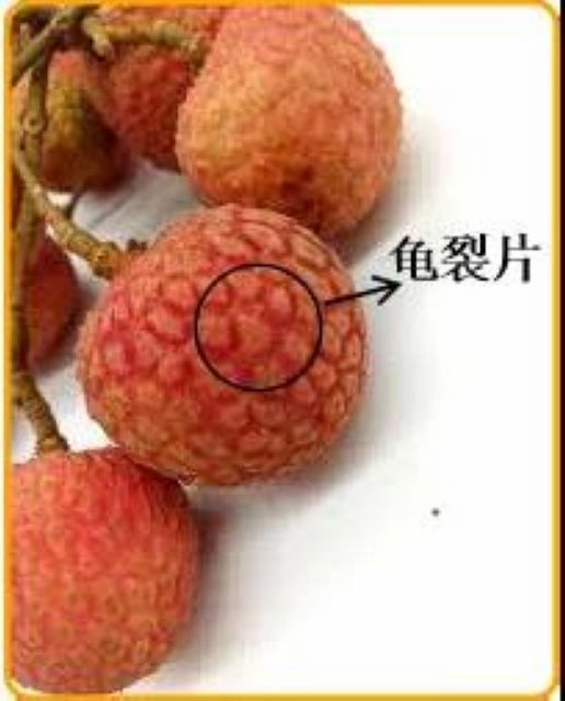 【分享】荔枝吃到飽，結(jié)果……(圖9)