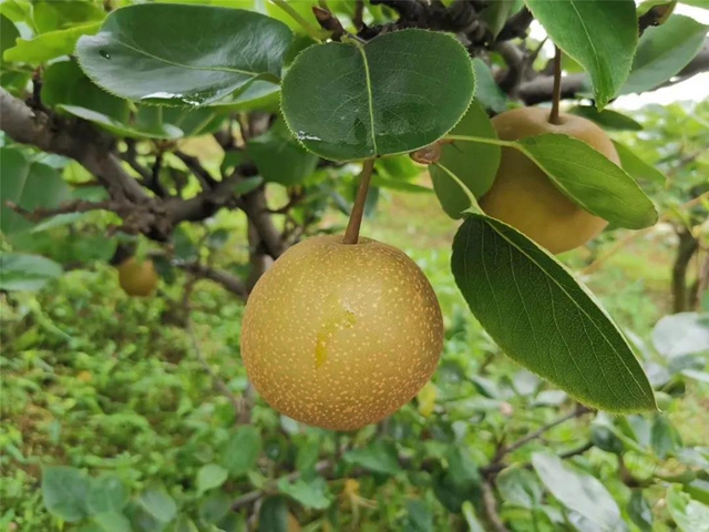 隆昌深山藏了一個(gè)“長(zhǎng)壽之鄉(xiāng)”，帶你領(lǐng)略那些秘密與傳說(shuō)！(圖3)