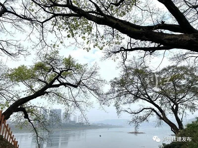 “保護(hù)古樹?建設(shè)美麗瀘州”征文活動(dòng)落幕，98件作品獲獎(jiǎng)(圖1)