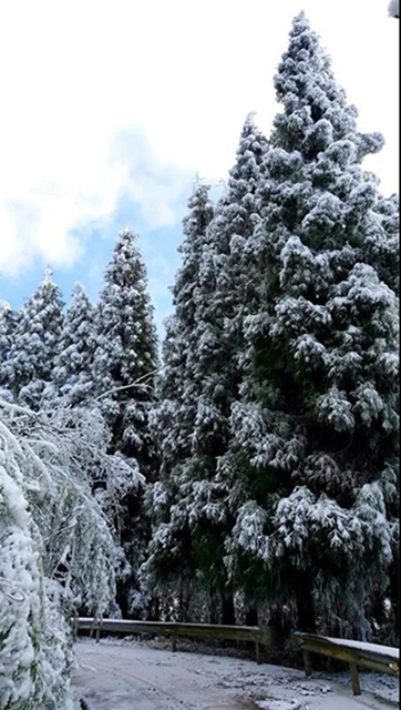 冰雪奇緣！快來(lái)古藺捕捉陽(yáng)光下的雪封仙境！(圖16)