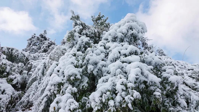 冰雪奇緣！快來(lái)古藺捕捉陽(yáng)光下的雪封仙境！(圖17)