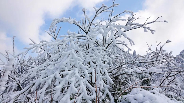 冰雪奇緣！快來(lái)古藺捕捉陽(yáng)光下的雪封仙境！(圖19)