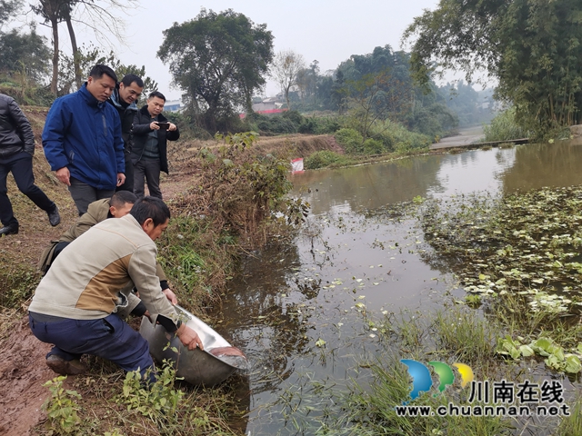 瀘縣：村民溪里發(fā)現(xiàn)重6斤多的娃娃魚，已成功放歸(圖7)