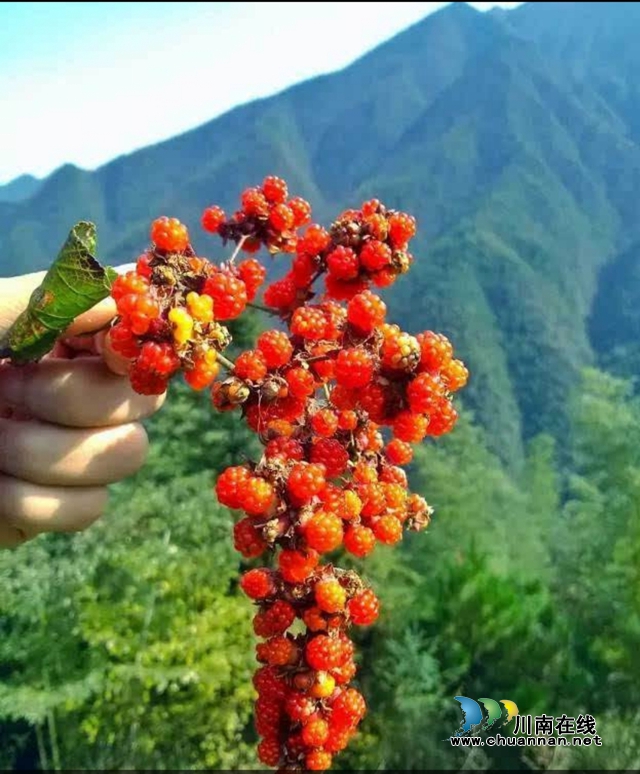 喜摘三月泡(圖1)