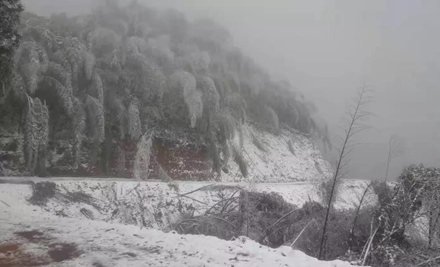 合江福寶護林員王熙：八百萬步平凡之路，守護一方青山樂土(圖3)