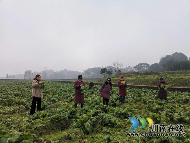 省勞動(dòng)模范薛世蘭：多產(chǎn)融合、稻菜輪作實(shí)現(xiàn)糧增產(chǎn)錢(qián)增收(圖1)