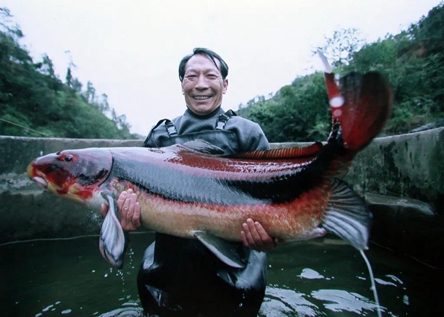 保護長江珍稀特有魚類，宜賓這對父子“癡“情專注28年！(圖5)