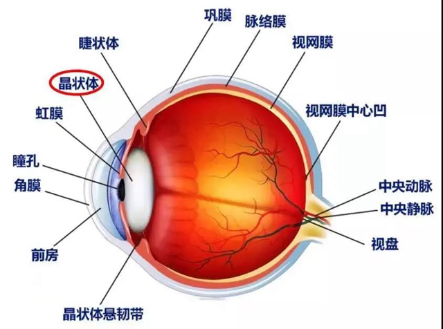 【提醒】躲不過(guò)的白內(nèi)障，究竟何時(shí)做才最有效？(圖3)